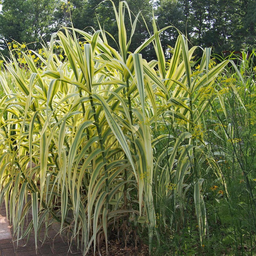 Превью изображения