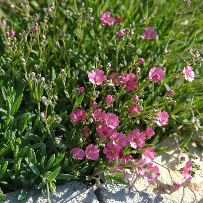 Превью изображения