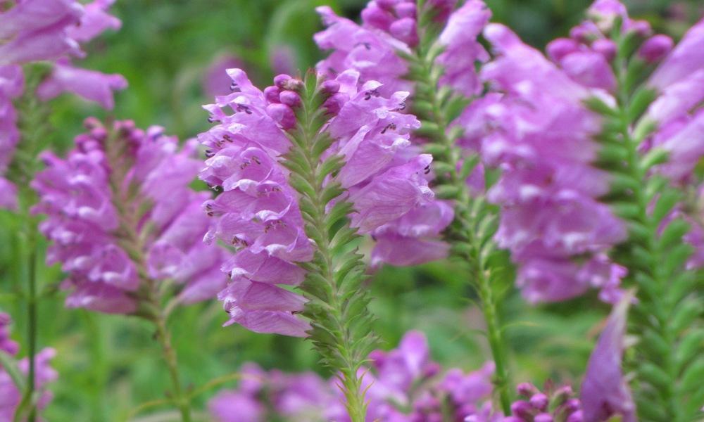 Превью изображения