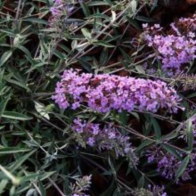 Превью изображения