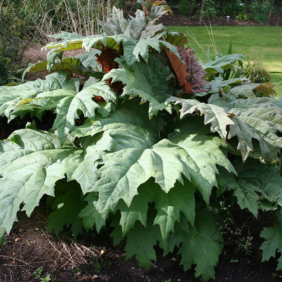 Превью изображения