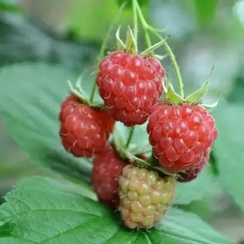 Превью изображения