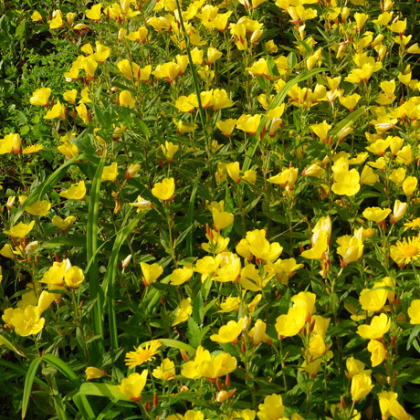 Превью изображения