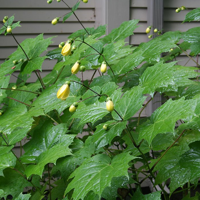 Превью изображения