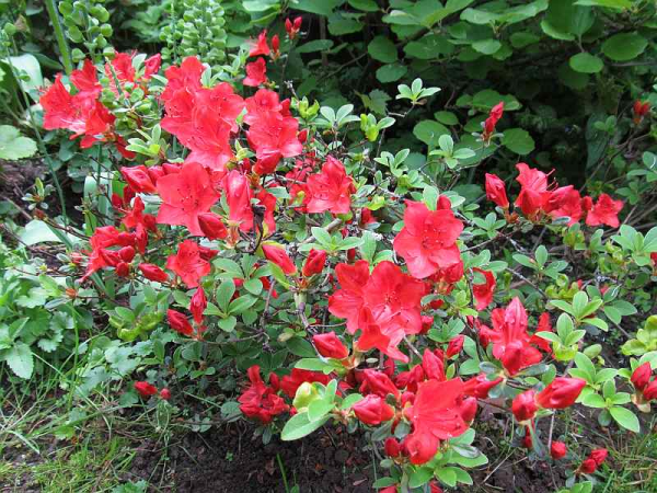 Превью изображения