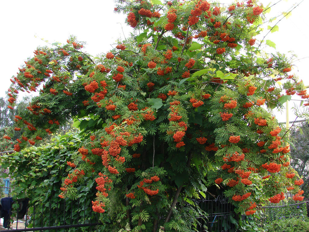 Превью изображения