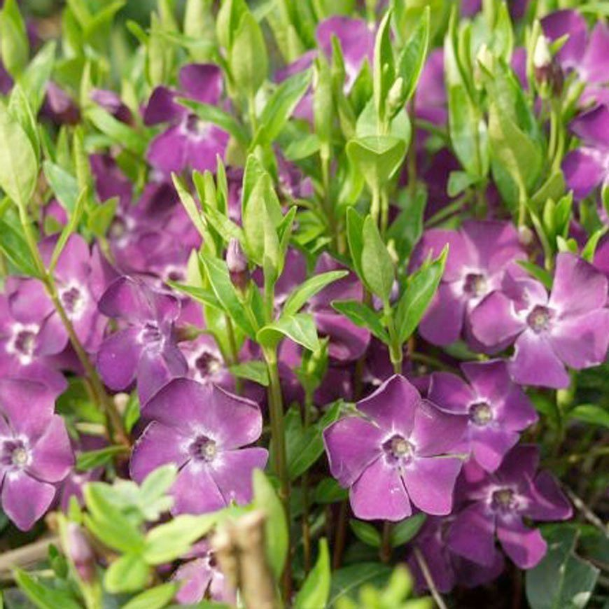 Превью изображения