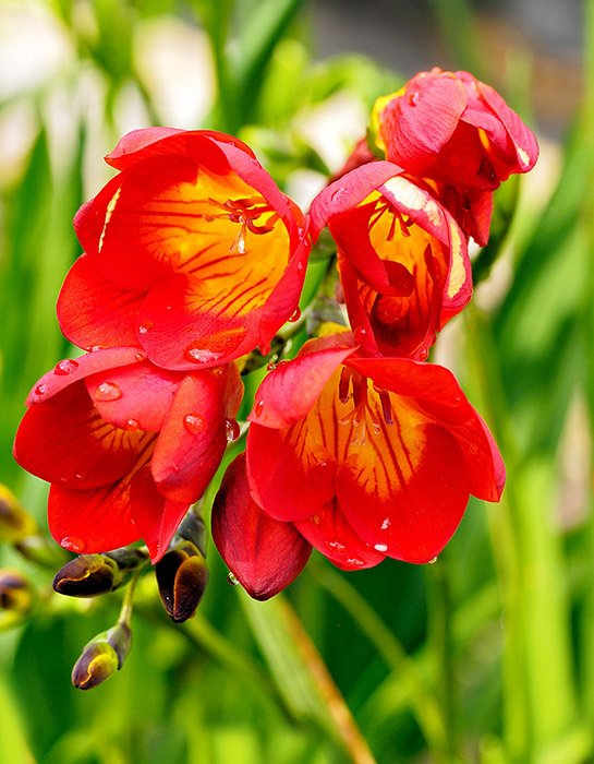 Превью изображения