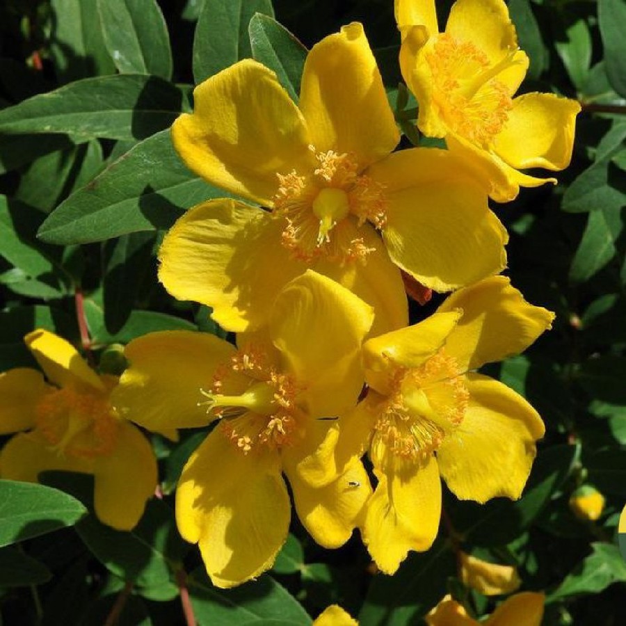 Превью изображения