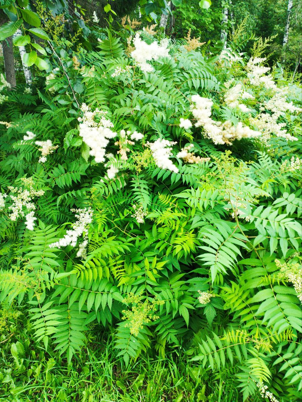 Превью изображения