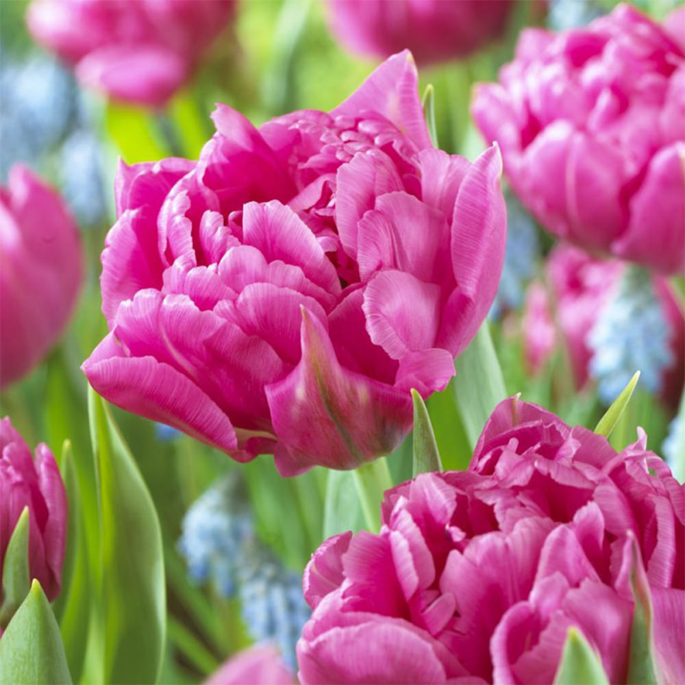 Превью изображения