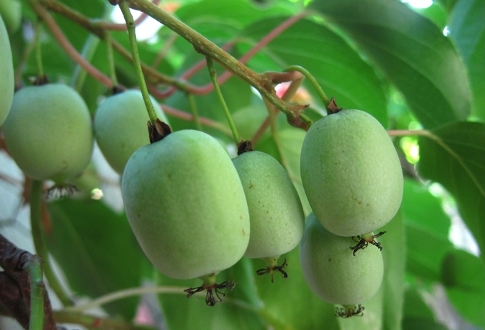 Превью изображения