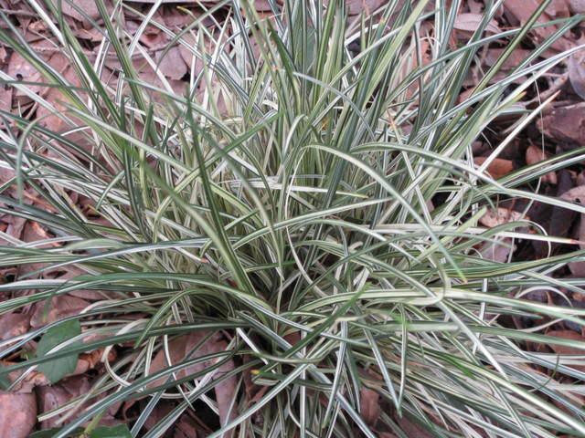 Превью изображения