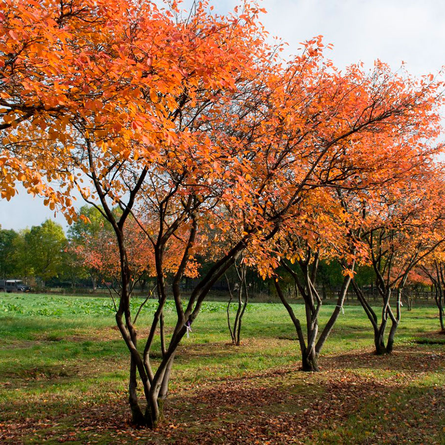Превью изображения