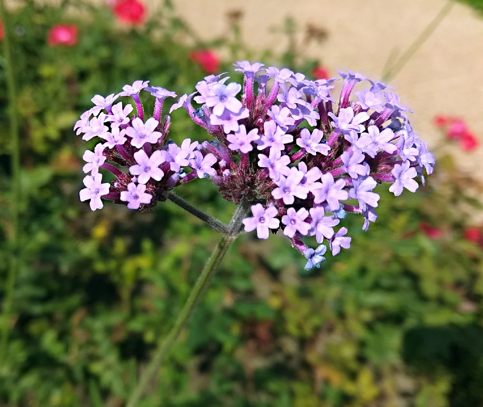 Превью изображения