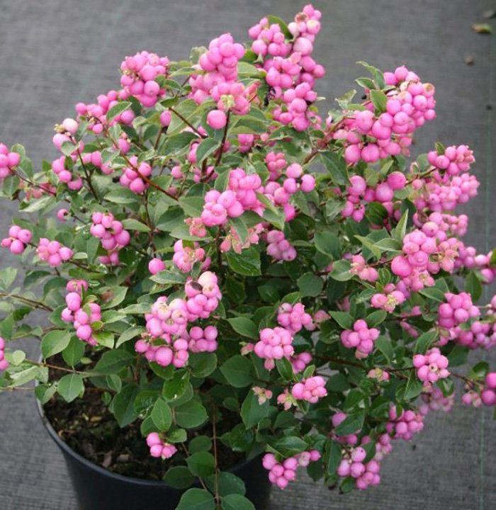 Превью изображения