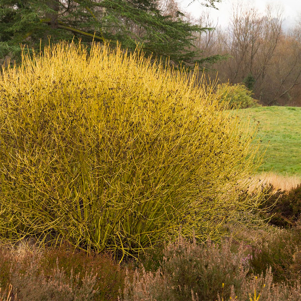 Превью изображения