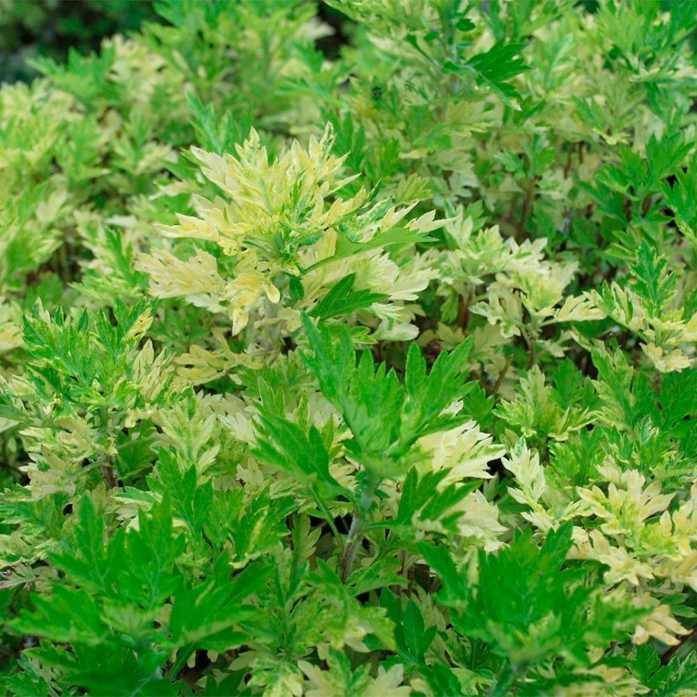 Превью изображения