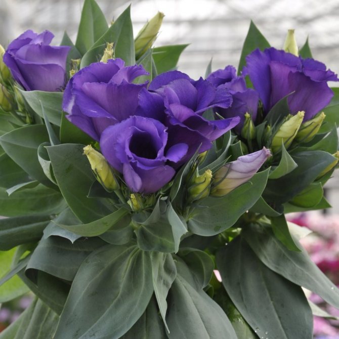 Превью изображения