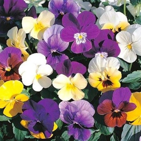 Превью изображения