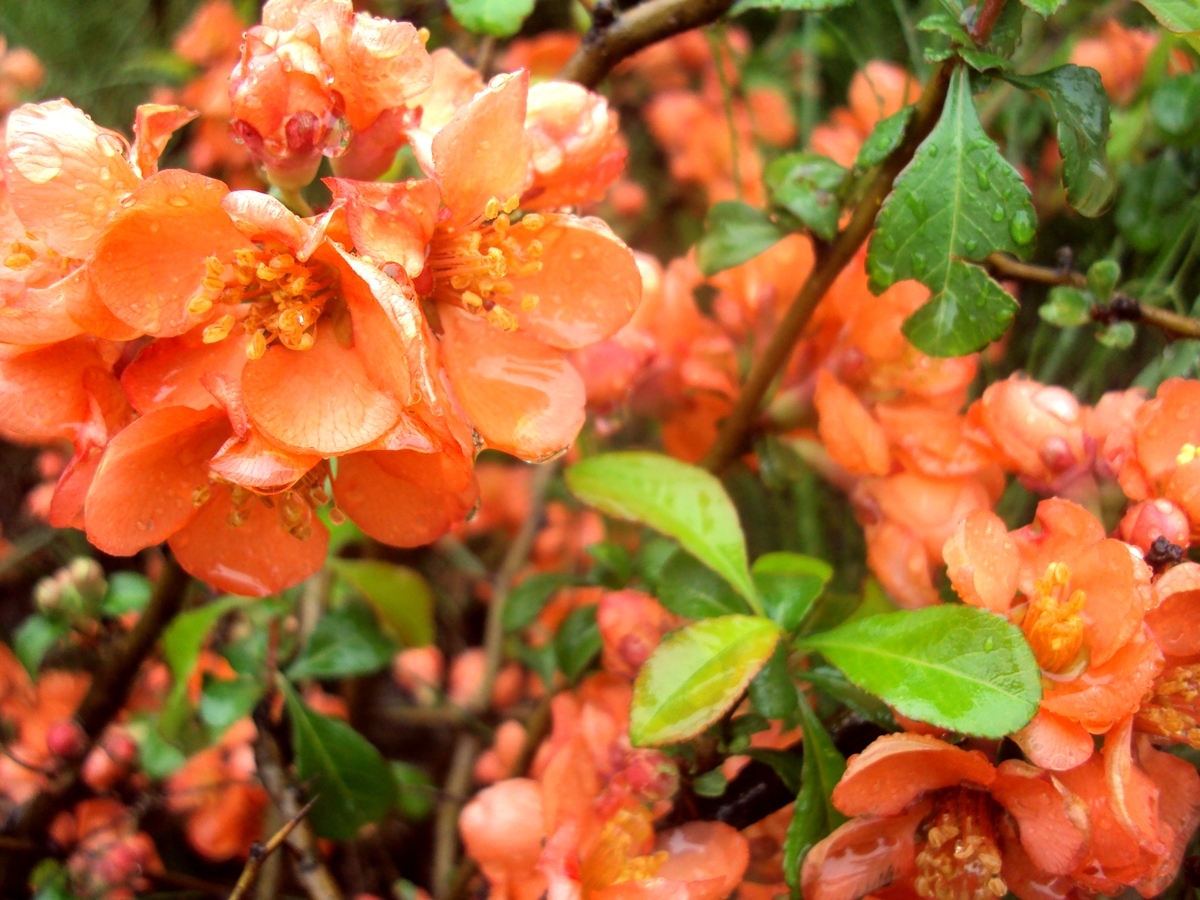 Превью изображения