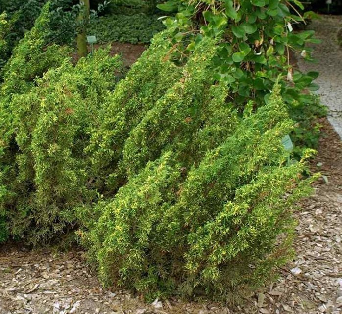 Превью изображения