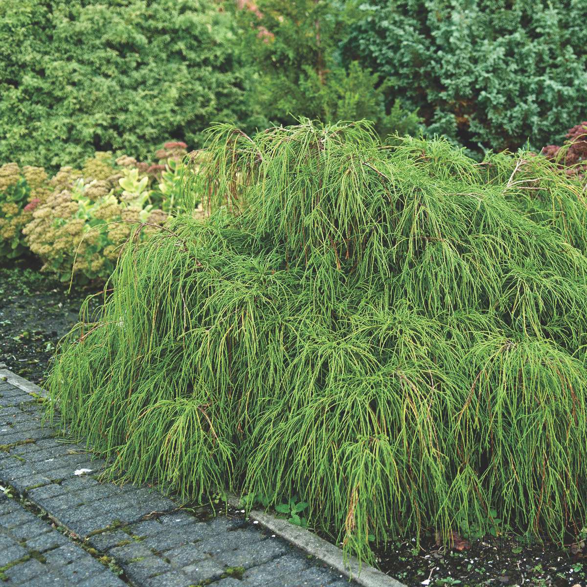 Превью изображения