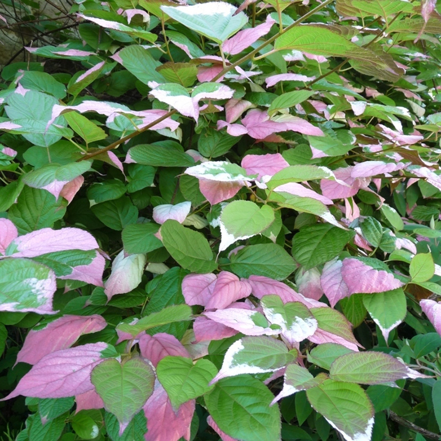 Превью изображения