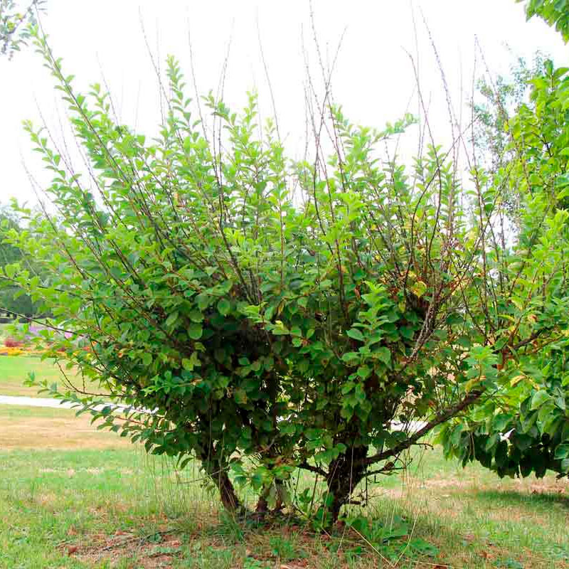 Превью изображения