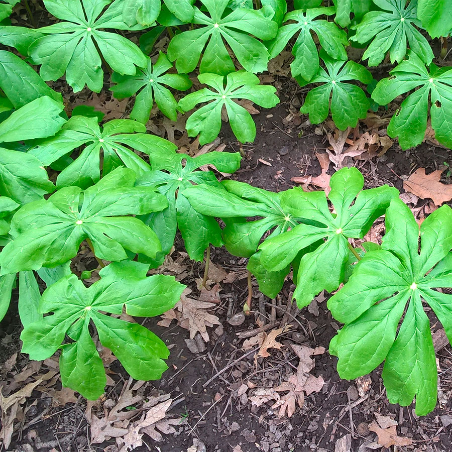 Превью изображения