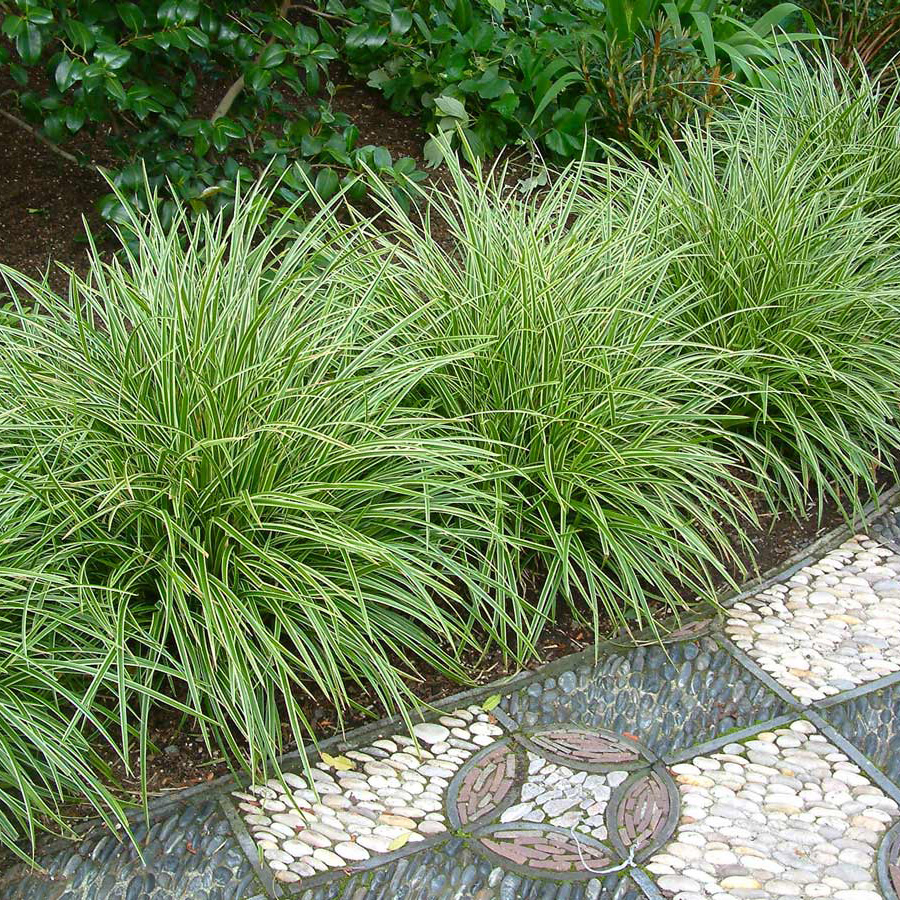 Превью изображения