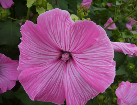 Превью изображения