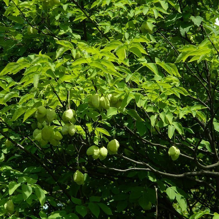 Превью изображения