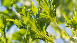 Превью изображения