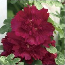 Превью изображения