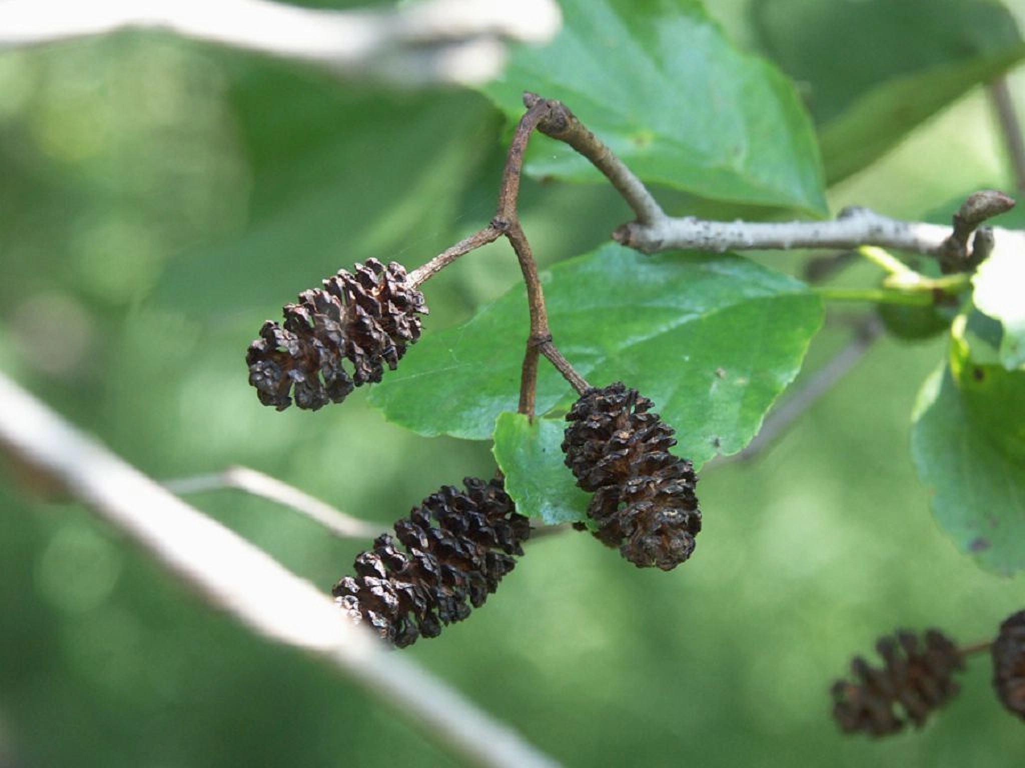 Превью изображения