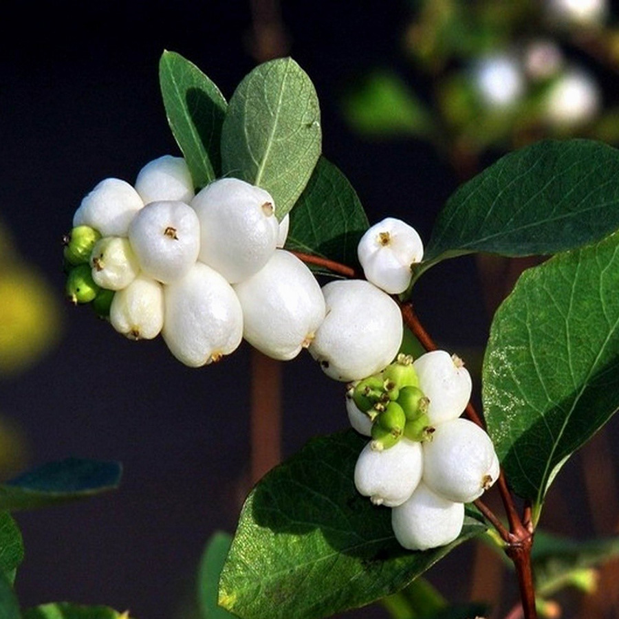 Превью изображения