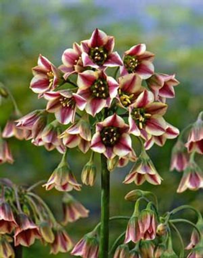 Превью изображения