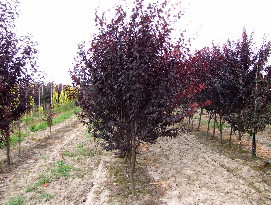 Превью изображения