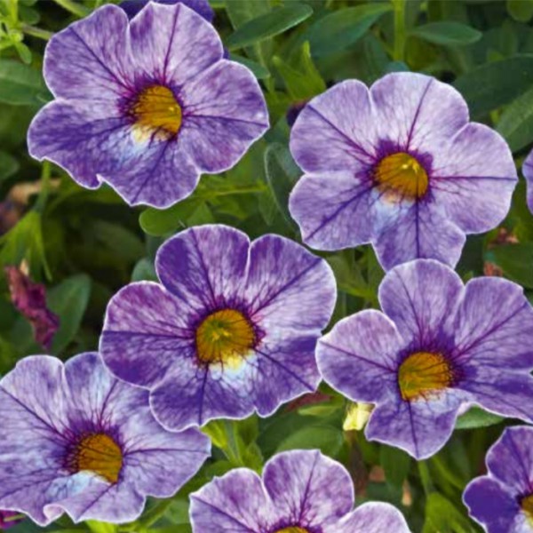 Превью изображения