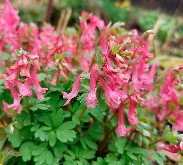 Превью изображения