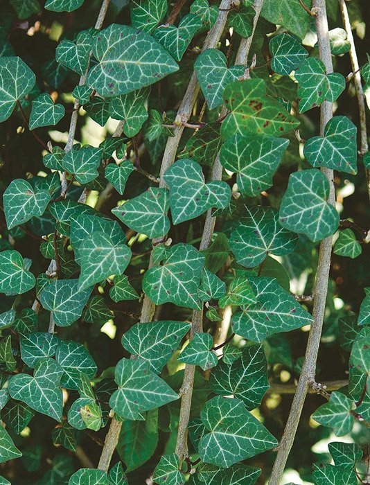 Превью изображения