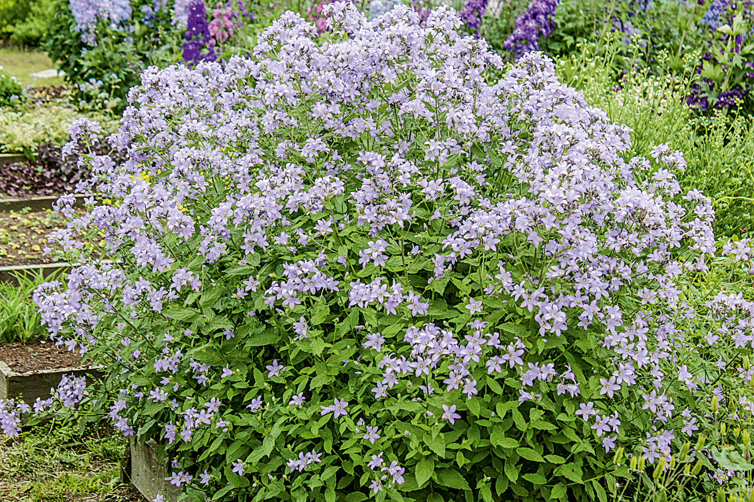 Превью изображения