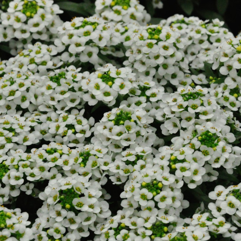 Превью изображения