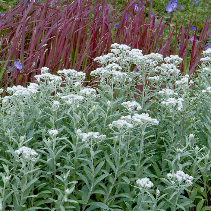 Превью изображения