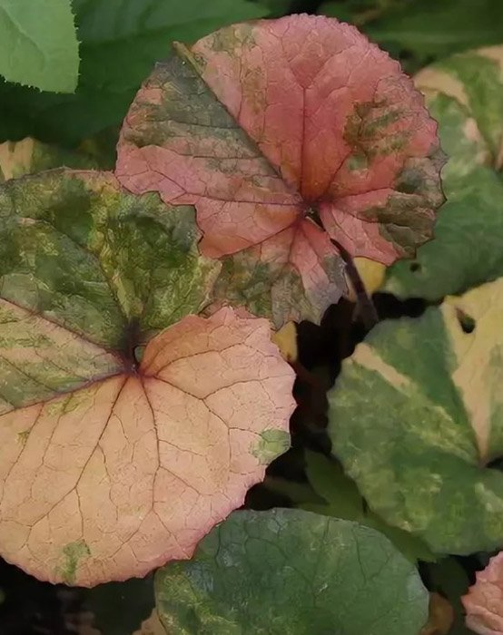 Превью изображения