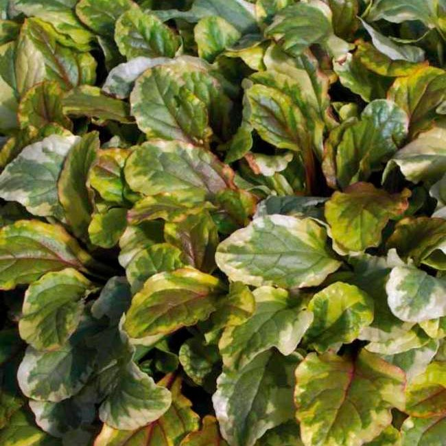 Превью изображения