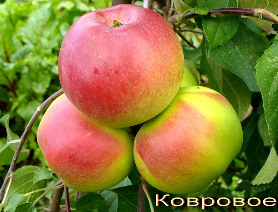 Превью изображения