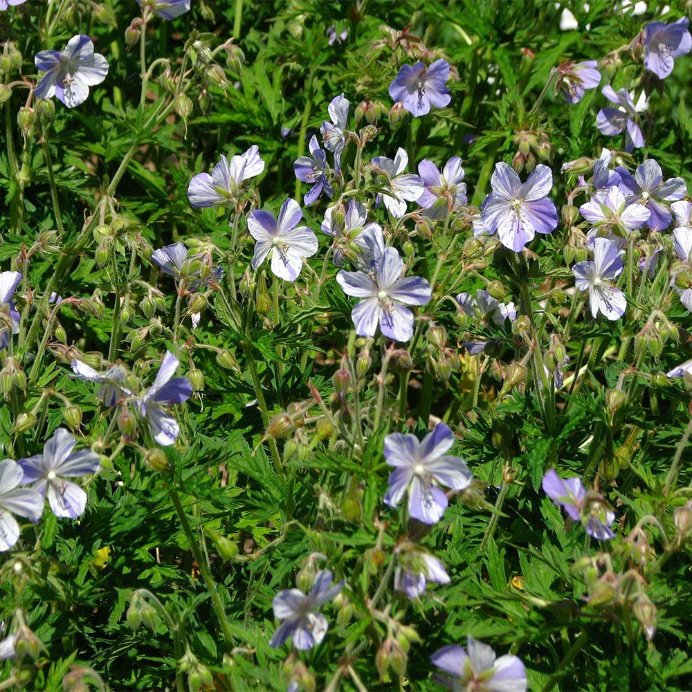 Превью изображения