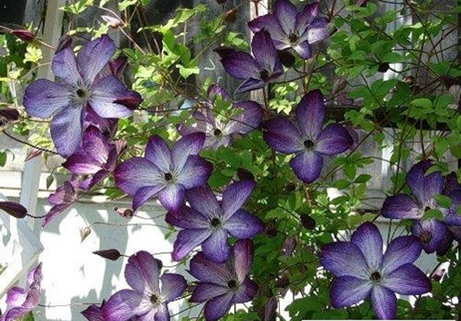 Превью изображения